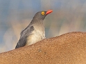 Red-billed Oxpecker